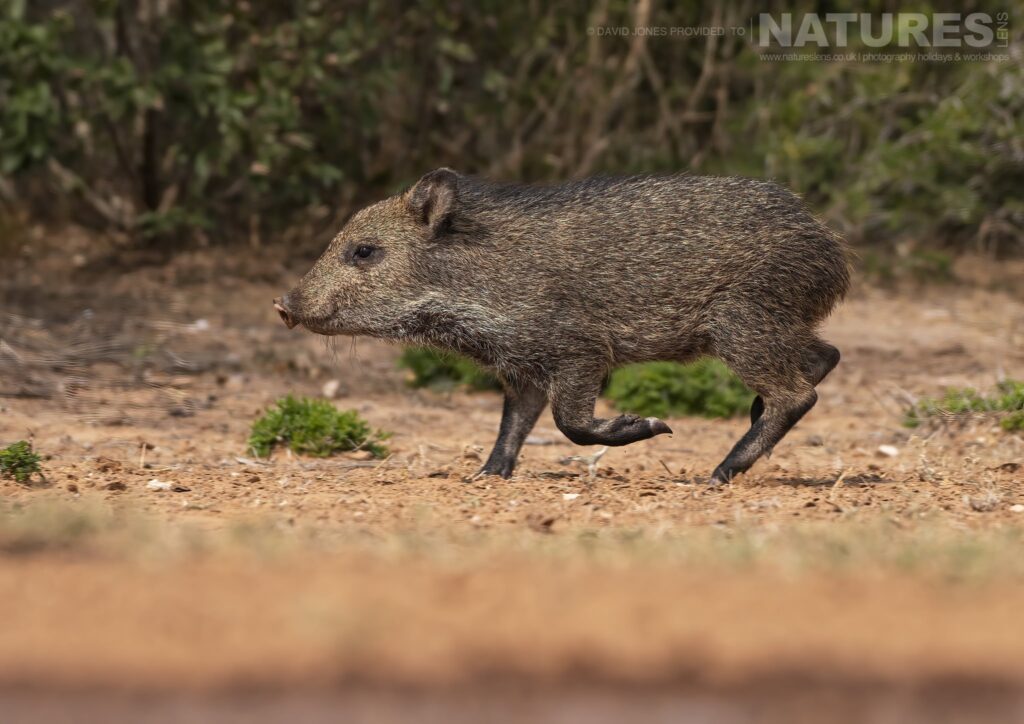 An immature Collared Peccary or Havelina photographed during the NaturesLens Birdlife of Texas Photography Holiday