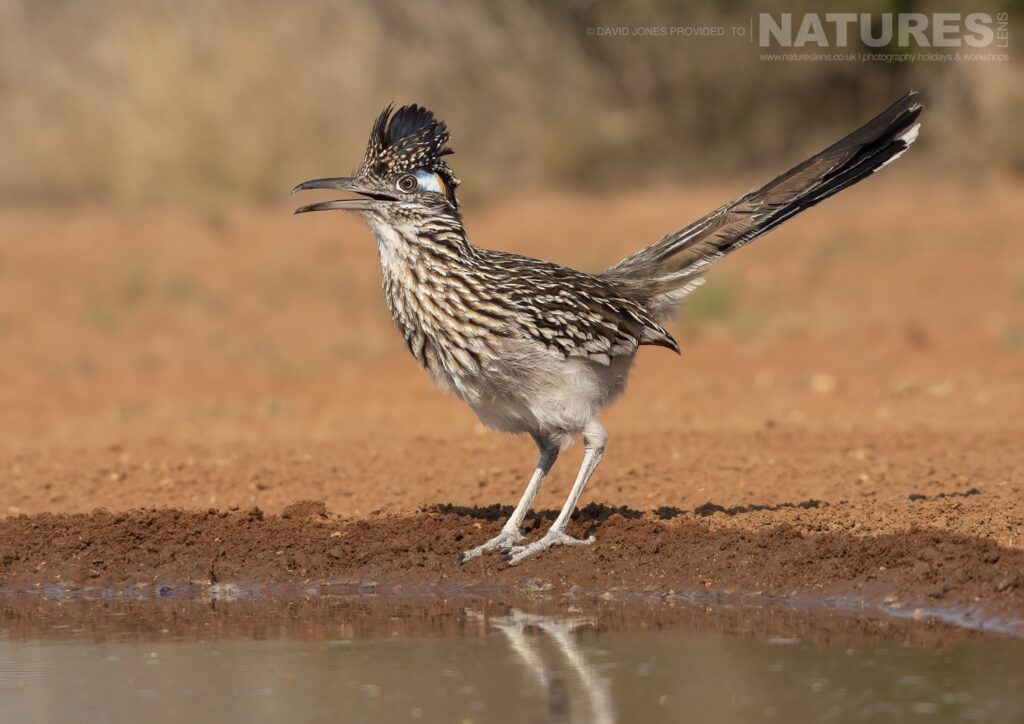 One of the Greater Roadrunners photographed during the NaturesLens Birdlife of Texas Photography Holiday