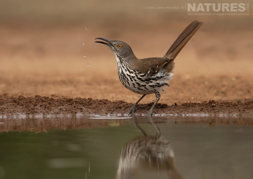 One of the Long billed Thrashers photographed during the NaturesLens Birdlife of Texas Photography Holiday