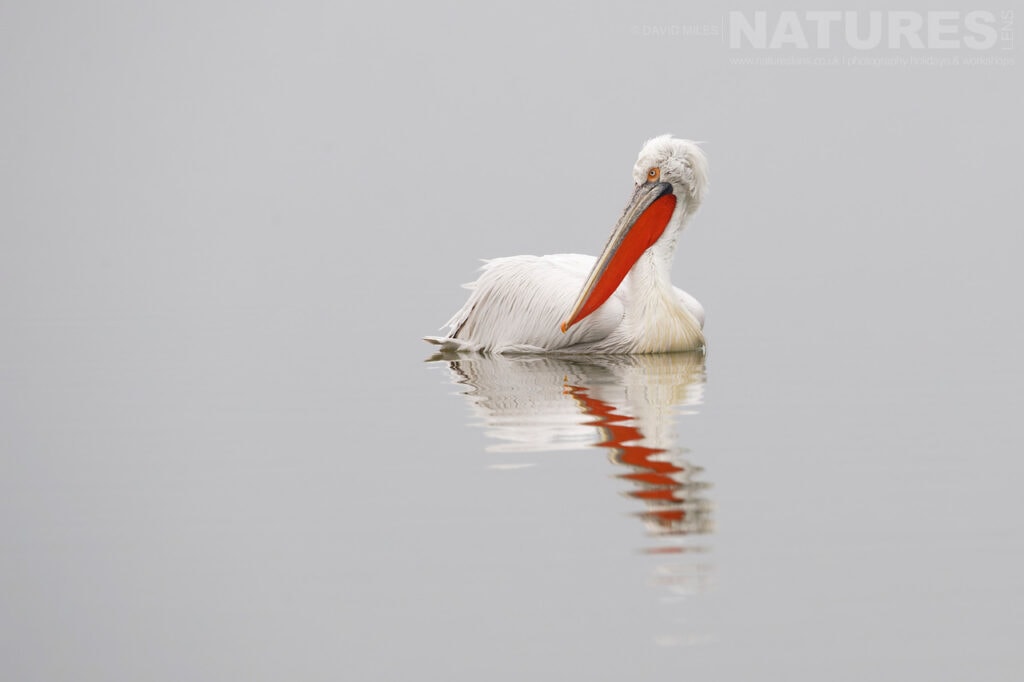 A Dalmatian Pelican looks back with its reflection beneath photographed during one of the NaturesLens Dalmatian Pelican Photography Holidays