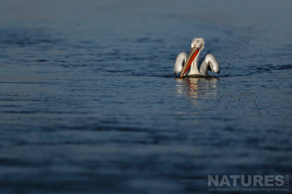 A Dalmatian Pelican propels itself forward on the deep blue waters of Lake Kerkini photographed during one of the NaturesLens Dalmatian Pelican Photography Holidays