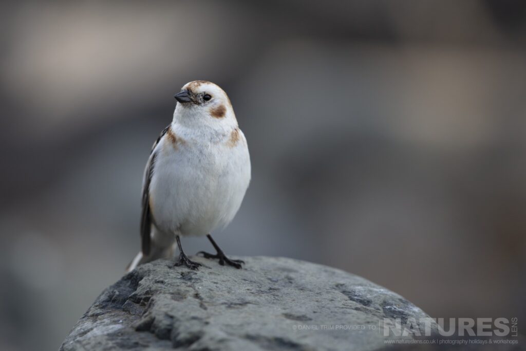 A member of Grimsey Islands supporting cast a Snow Bunting photographed during our Puffins of the Arctic Circle photography holiday during June 2022