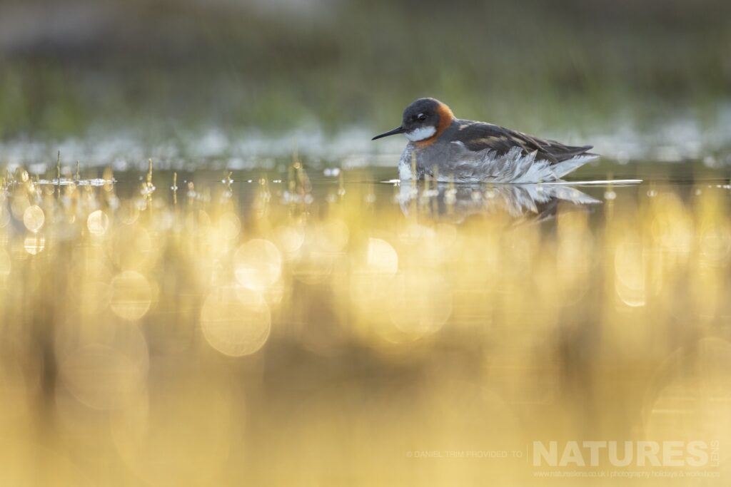 A member of Grimsey Islands supporting cast in this case a Red Necked Phalarope photographed during the NaturesLens Puffins of the Arctic Circle photography holiday during June 2022