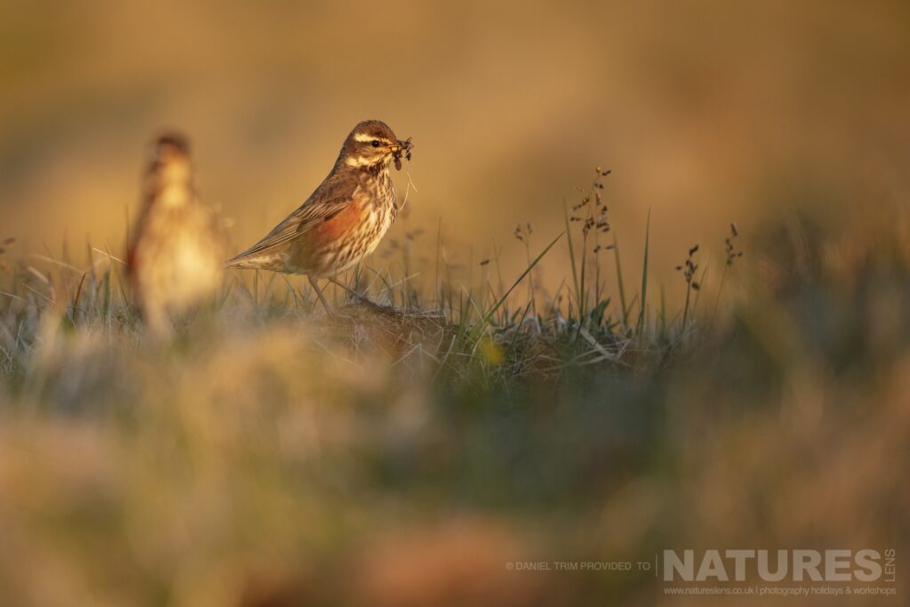 A member of Grimsey Islands supporting cast in this case a beautifully lit Redwing photographed during our Puffins of the Arctic Circle photography holiday during June 2022