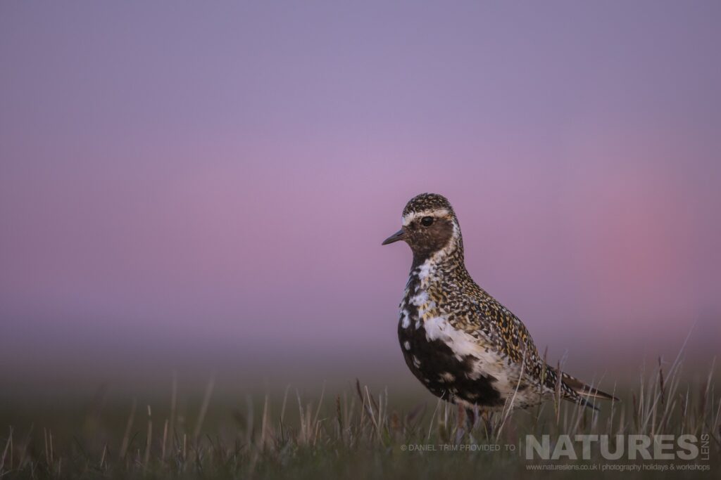 A member of Grimseys supporting cast in this case a Golden Plover photographed during the NaturesLens Puffins of the Arctic Circle photography holiday during June 2022