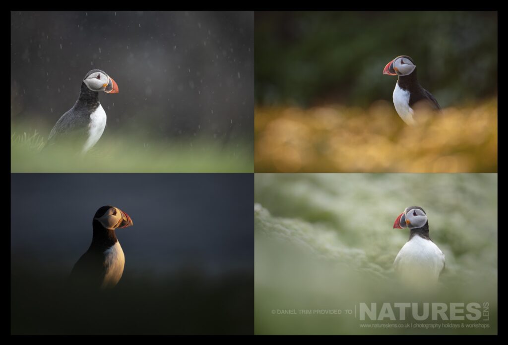 A quad of Icelands Puffins photographed during our Puffins of the Arctic Circle photography holiday during June 2022