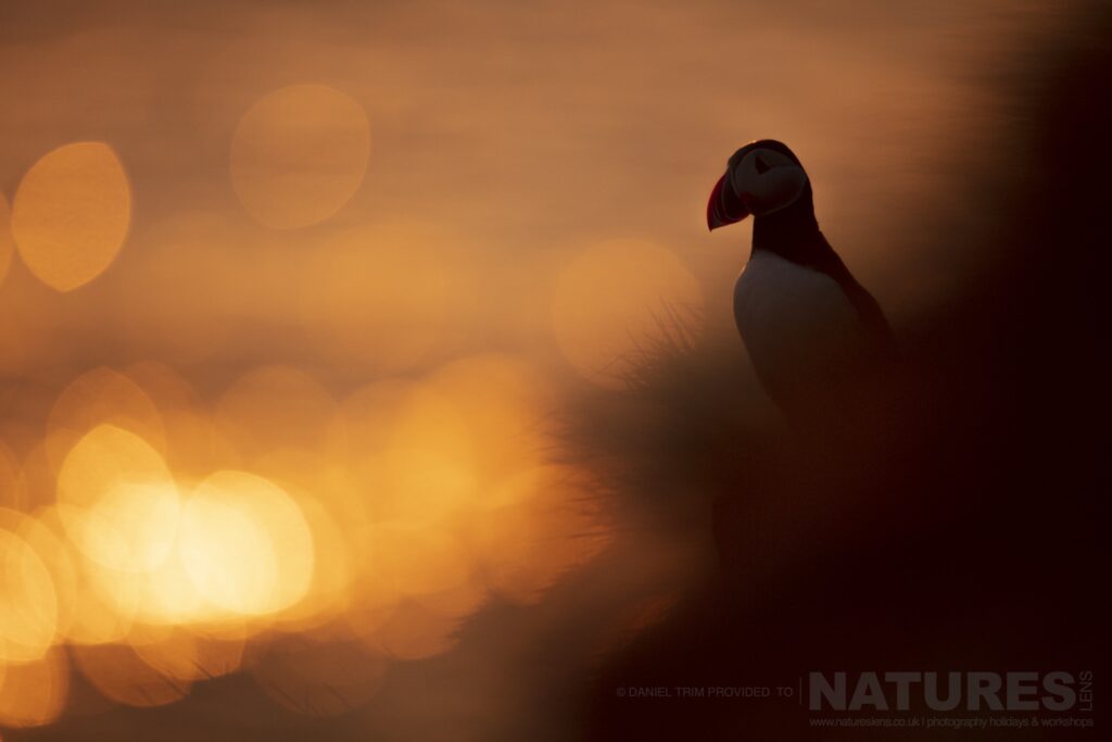 One of Grimsey Islands Atlantic Puffins photographed against the midnight sun during our Puffins of the Arctic Circle photography holiday during June 2022