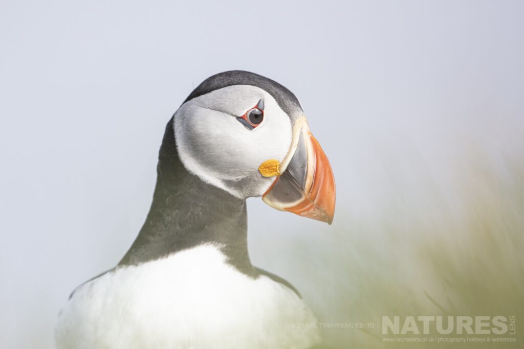 One of Grimsey Islands Iconic Puffins photographed during our Puffins of the Arctic Circle photography holiday during June 2022