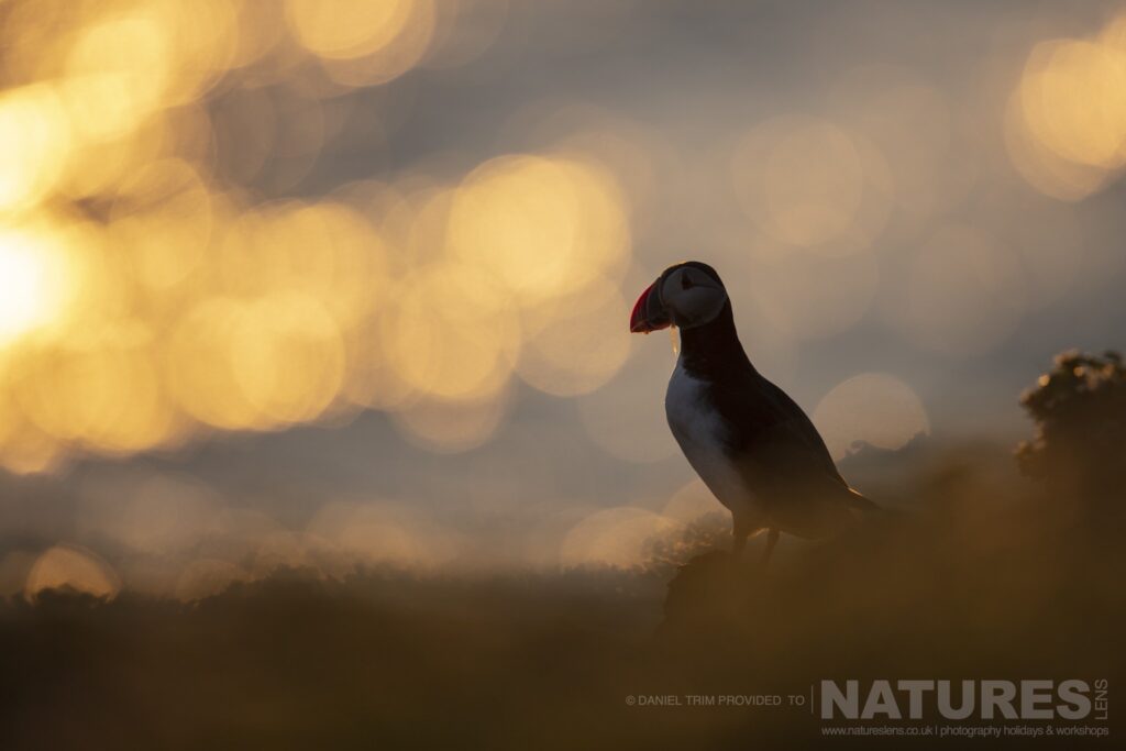 One of Grimsey Islands Puffins photographed against the midnight sun during the NaturesLens Puffins of the Arctic Circle photography holiday during June 2022