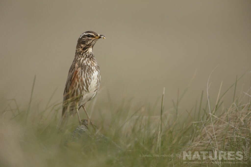 One of Grimsey Islands supporting cast a Redwing photographed during our Puffins of the Arctic Circle photography holiday during June 2022