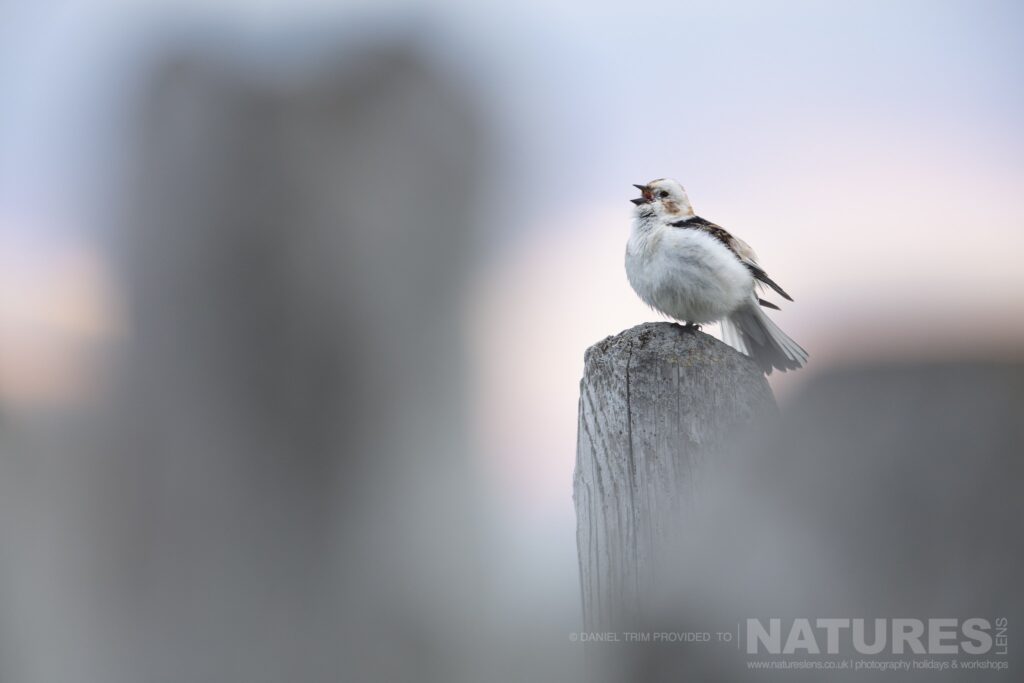 One of Grimsey Islands supporting cast a Snow Bunting photographed during the NaturesLens Puffins of the Arctic Circle photography holiday during June 2022