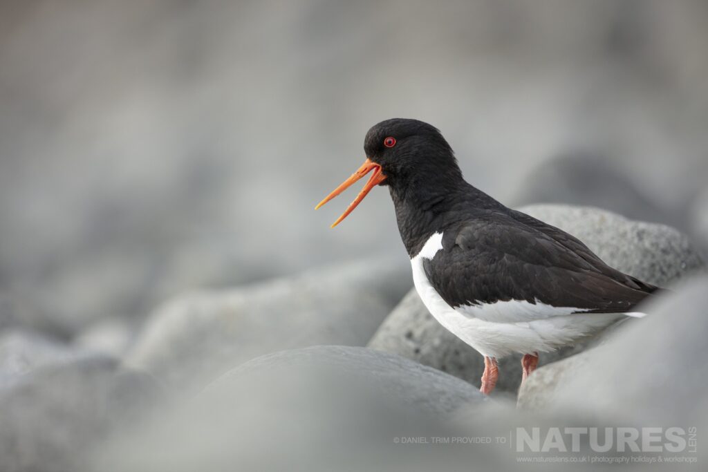 One of Grimsey Islands supporting cast an Oystercatcher photographed during the NaturesLens Puffins of the Arctic Circle photography holiday during June 2022