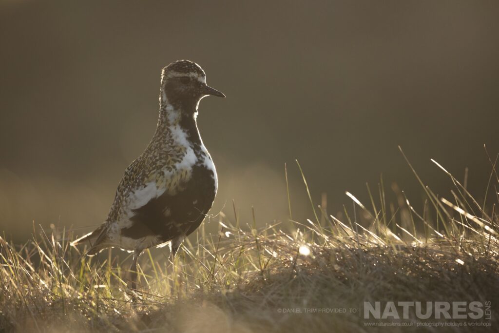 One of Grimsey Islands supporting cast another Golden Plover photographed during the NaturesLens Puffins of the Arctic Circle photography holiday during June 2022