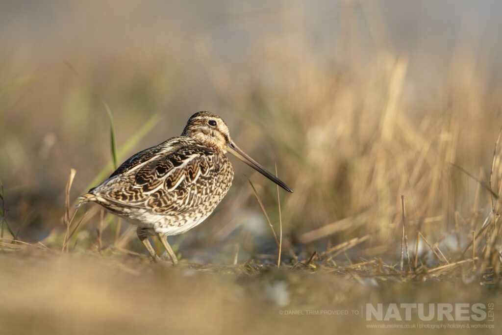 One of Grimsey Islands supporting cast in this case a Common Snipe photographed during our Puffins of the Arctic Circle photography holiday during June 2022