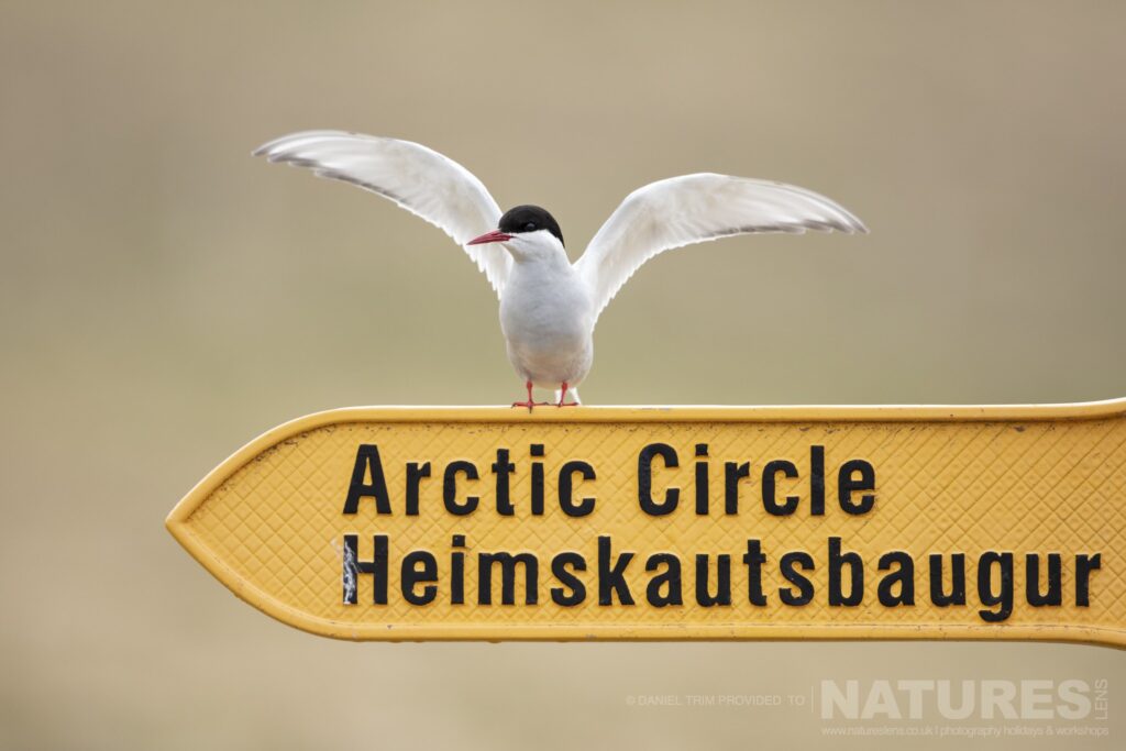 One of Grimsey Islands supporting cast in this case a cheeky Arctic Tern photographed during the NaturesLens Puffins of the Arctic Circle photography holiday during June 2022