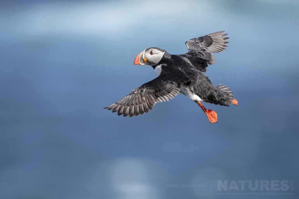 One of Grimseys Iconic Puffins in flight photographed during our Atlantic Puffins of the Arctic Circle photography holiday during June 2022