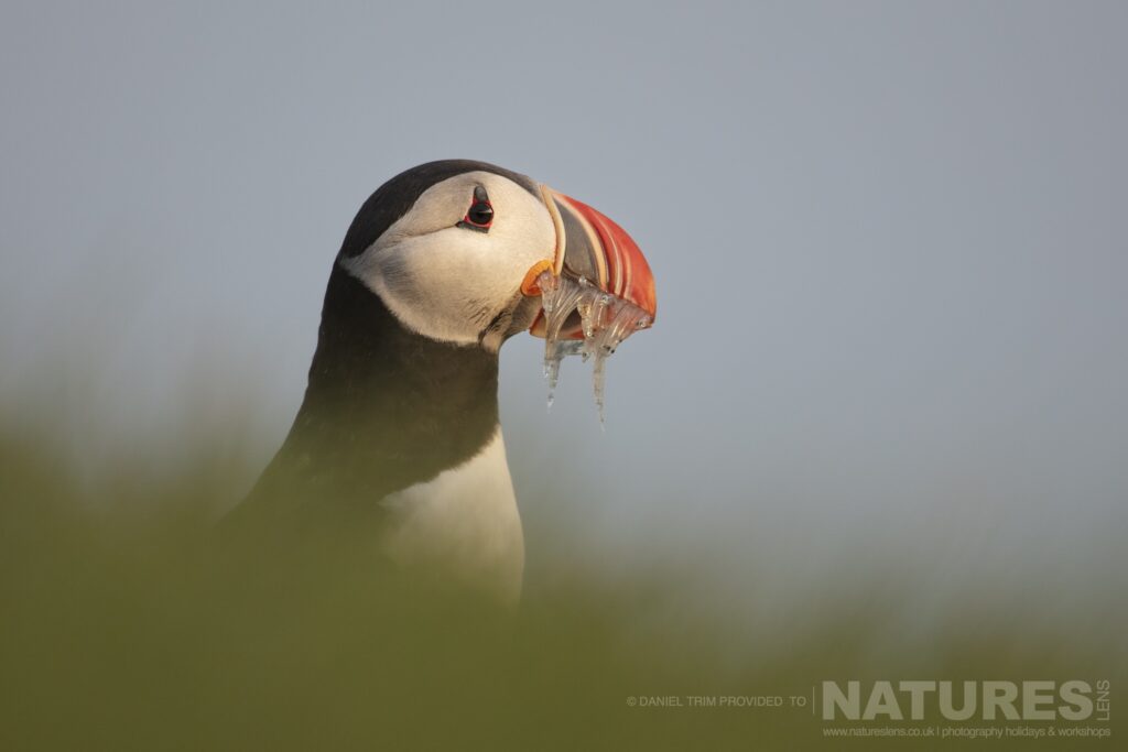 One of Icelands Atlantic Puffins with a selection of gathered sand eels photographed during our Puffins of the Arctic Circle photography holiday during June 2022