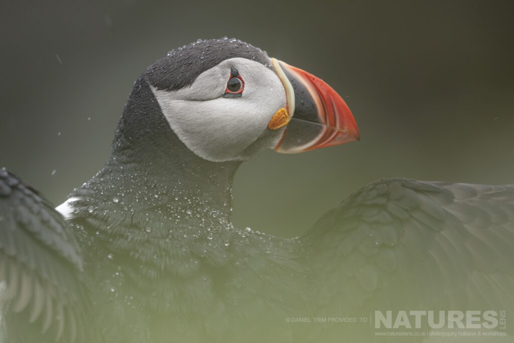 One of Icelands Iconic Puffins photographed during our Puffins of the Arctic Circle photography holiday during June 2022