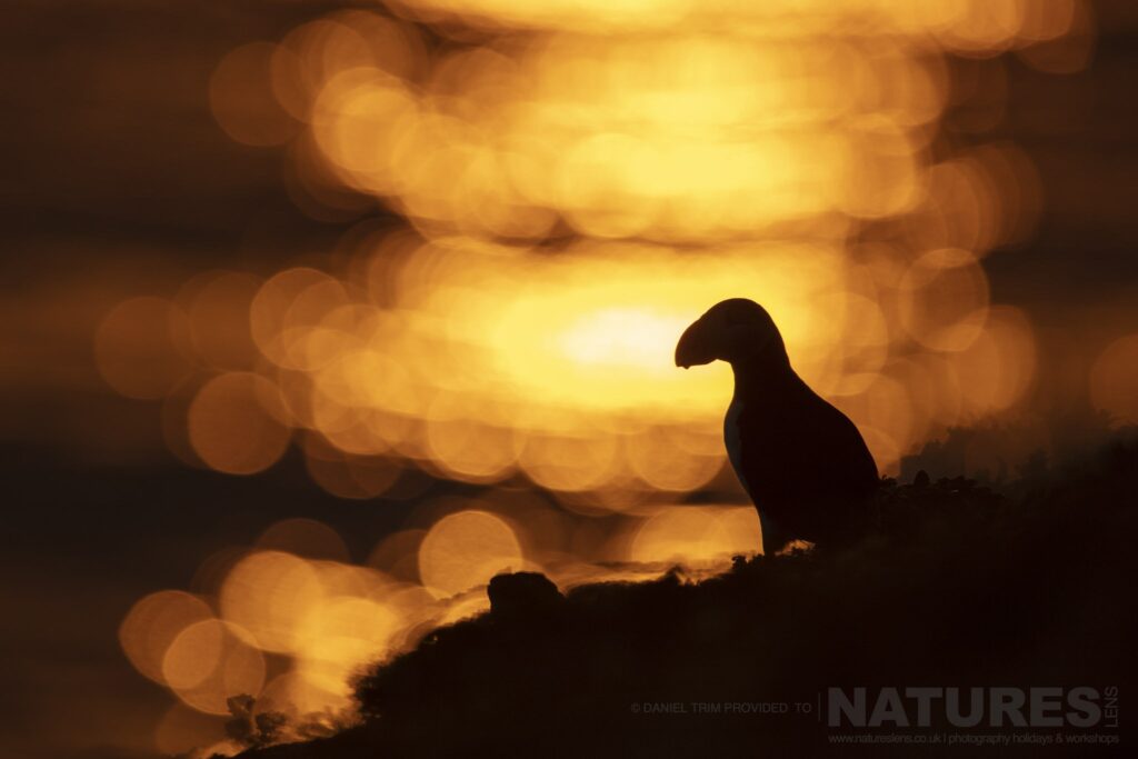 One of Icelands Puffins photographed against the midnight sun during the NaturesLens Puffins of the Arctic Circle photography holiday during June 2022