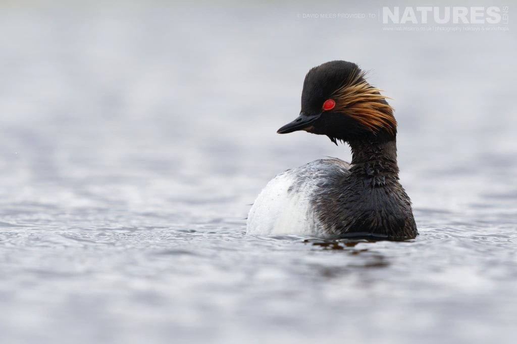 A Black necked Grebe floats on the waters of the lagoon captured at one of the hide locations used for the Natureslens Birds of Toledo Photography Holiday