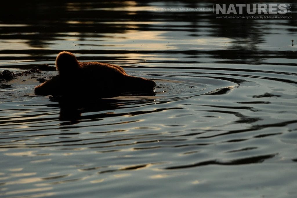 A Brown Bear swimming on one of the lakes at the locations used for the Amazing Wolves Bears of Finland photography holiday in Finland