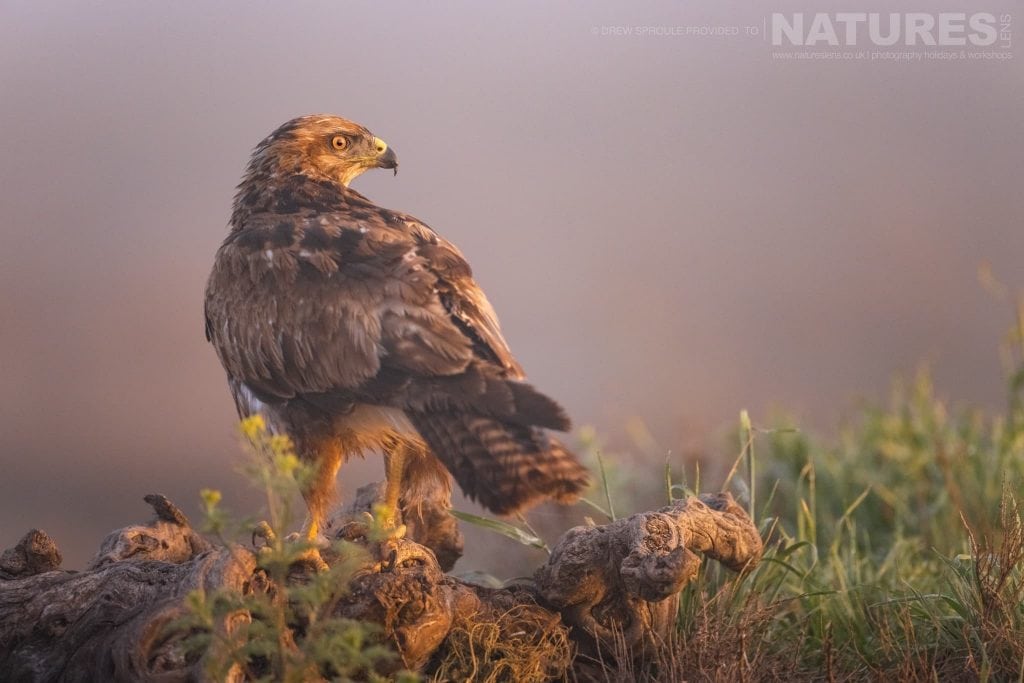 A Buzzard at dawn photographed on the estate that the NaturesLens Spring Birdlife of La Mancha photography holiday is hosted upon