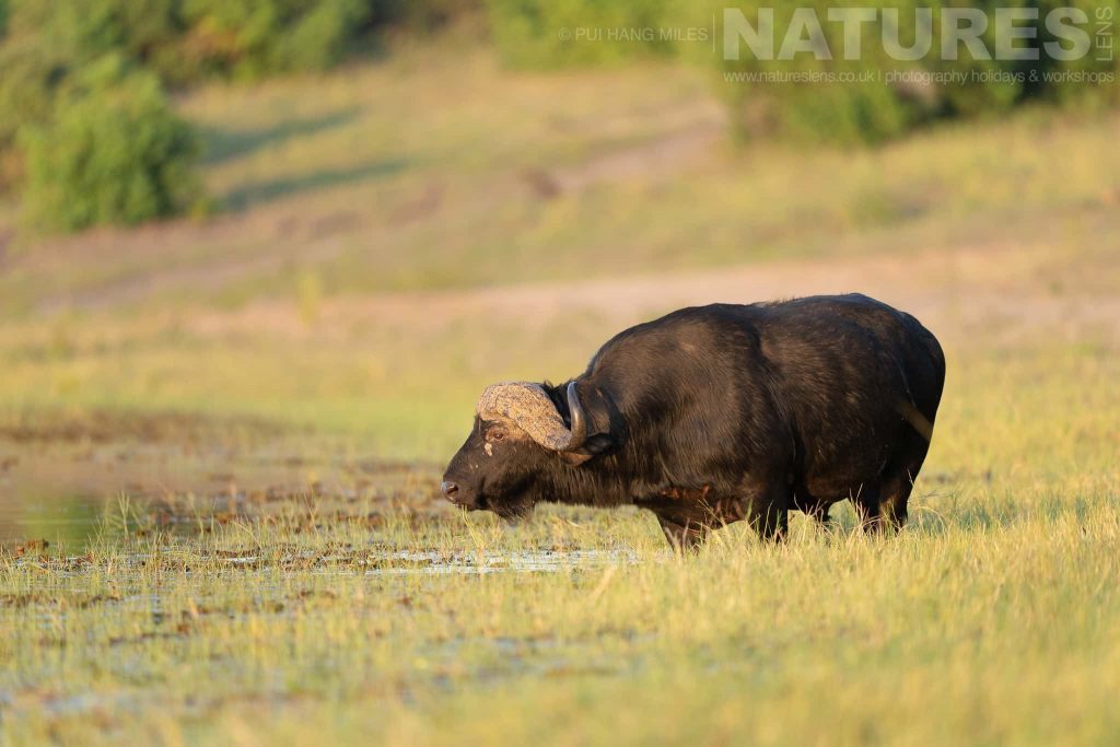 A Cape Buffalo on the banks of the Chobe River photographed in the locations used for the NaturesLens Fantastic Wildlife of the Chobe River photography holiday