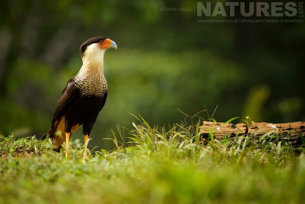 A Caracara looks out across the grass typical of the kind of image we hope you will capture during our Costa Rican Wildlife photography holiday