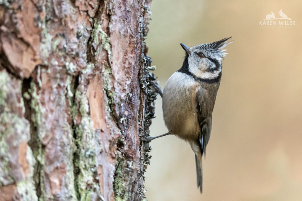 A Crested Tit grasps the bark of a tree typical of what you will be able to photograph during the NaturesLens Winter Wildlife of the Scottish Highlands photography holiday