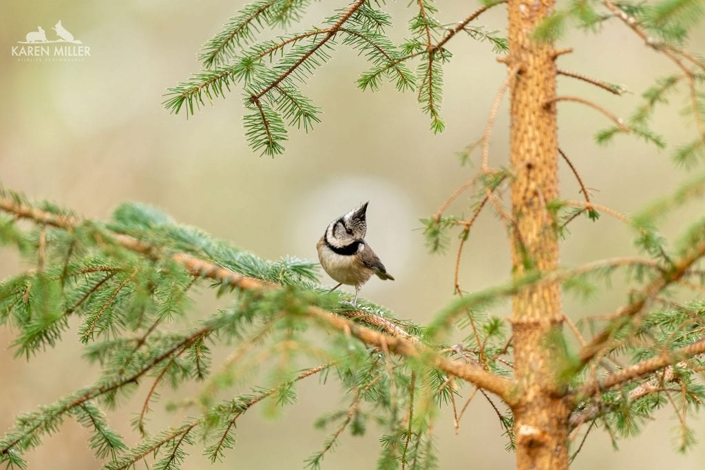 A Crested Tit perches on the branches of a tree typical of what you will be able to photograph during the NaturesLens Winter Wildlife of the Scottish Highlands photography holiday