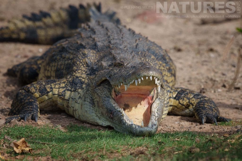 A Crocodile sunning itself on the banks of the Chobe River photographed in the locations used for the NaturesLens Fantastic Wildlife of the Chobe River photography holiday