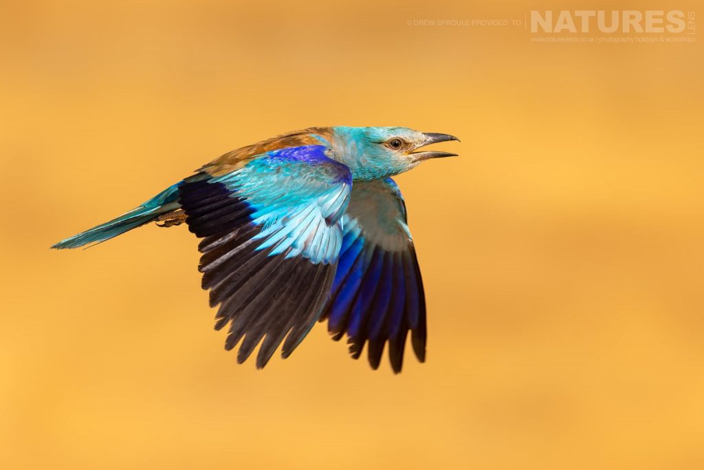 A European Roller takes flight typical of the type of image you will have opportunities to capture during our Birds of Toledo photography holiday