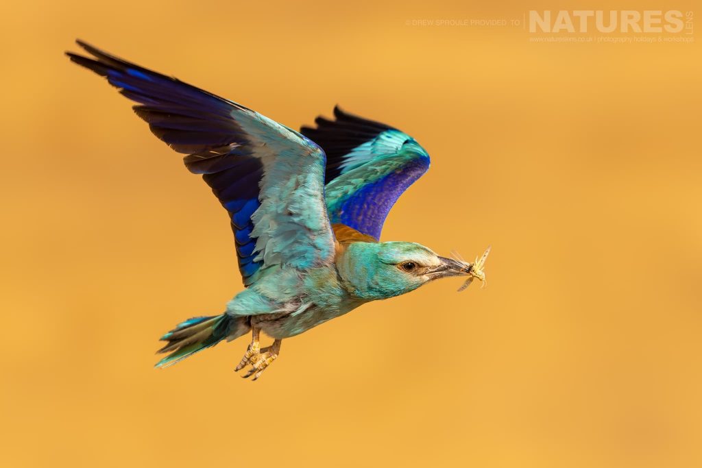 A European Roller takes flight with a cricket in beak typical of the type of image you will have opportunities to capture during our Birds of Toledo photography holiday