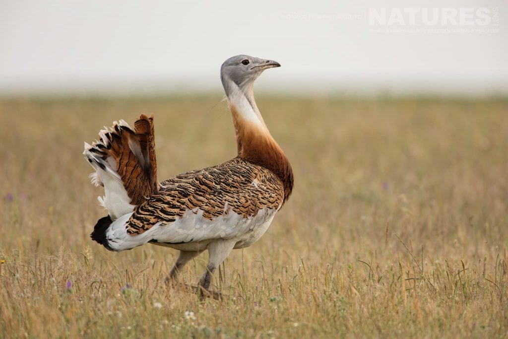 A Great Bustard strides across the plains typical of the type of image you should be able to capture during our Spanish Birds of Calera photography holiday