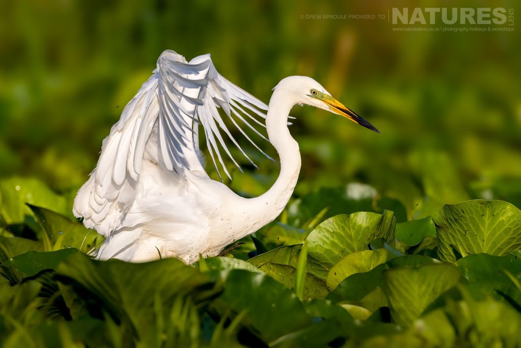 A Great White Egret fishing typical of the kind of image you will capture during the Danube Delta Bird Photography trip
