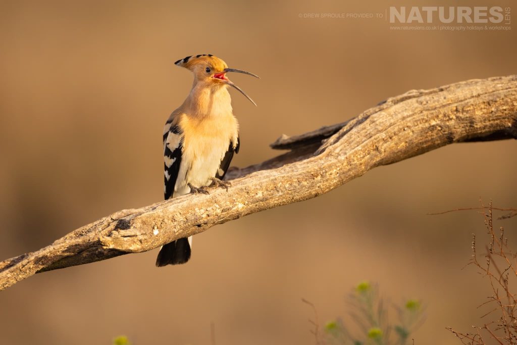 A Hoopoe calling photographed on the estate that the NaturesLens Spring Birdlife of La Mancha photography holiday is hosted upon