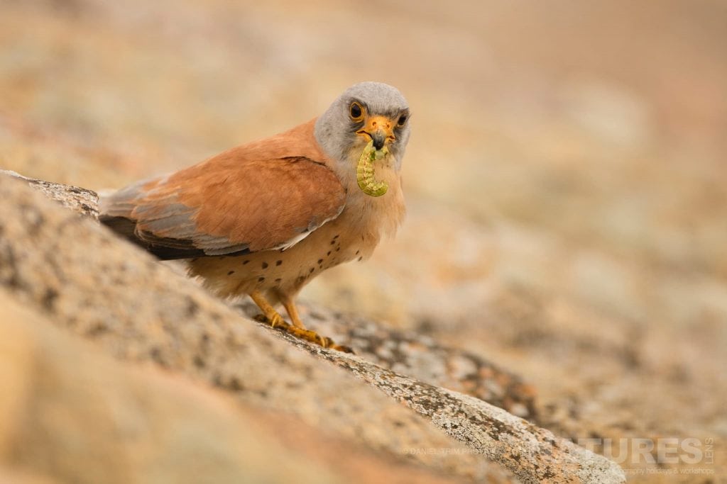 A Lesser Kestrel returns to the nest with prey typical of the type of image you should be able to capture during our Spanish Birds of Calera photography holiday