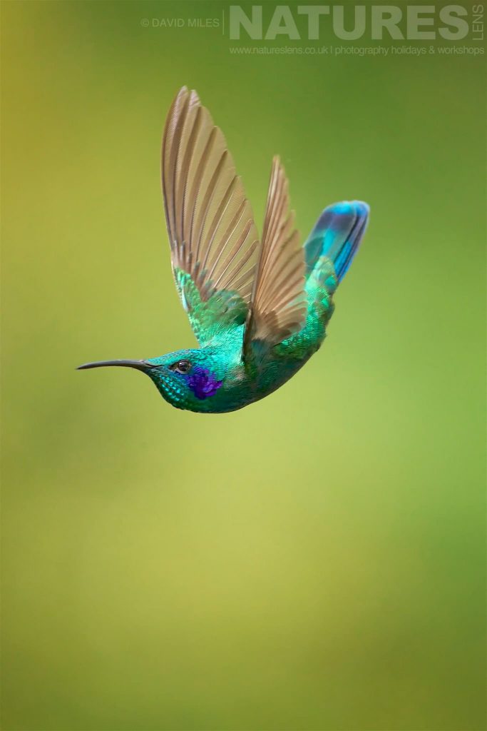A Lesser Violeteer Hummingbird demonstrating its agility in mid air typical of the kind of image we hope you will capture during our Costa Rican Wildlife photography holiday