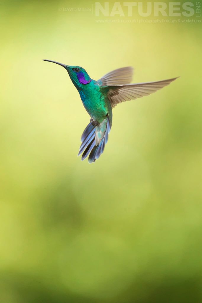 A Lesser Violeteer demonstrating aerial acrobatics in mid air typical of the kind of image we hope you will capture during our Costa Rican Wildlife photography holiday