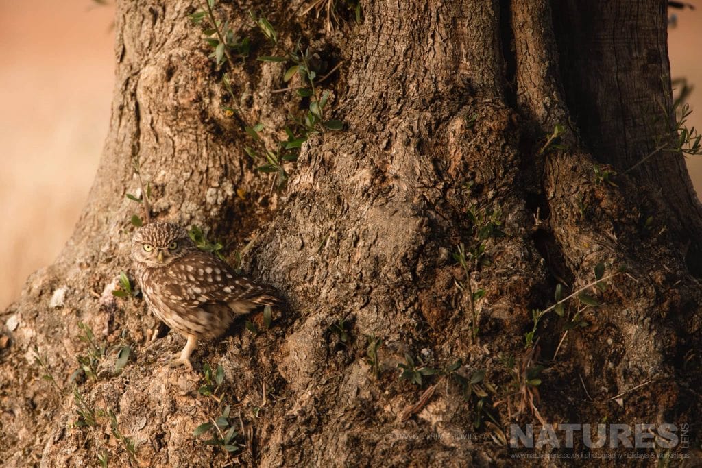 A Little Owl perched on a tree typical of the type of image you should be able to capture during our Spanish Birds of Calera photography holiday