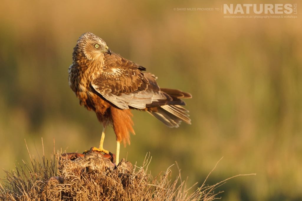 A Marsh Harrier at sunrise captured at one of the hide locations used for the Natureslens Birds of Toledo Photography Holiday