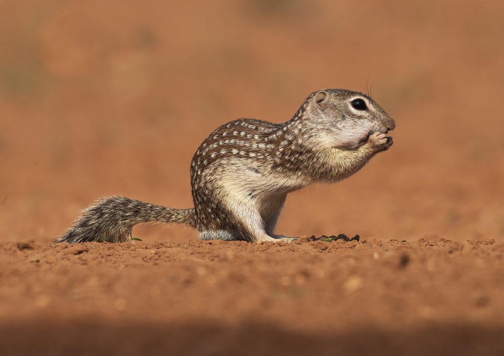 A Mexican Ground Squirrel photographed during the NaturesLens Birdlife of Texas Photography Holiday