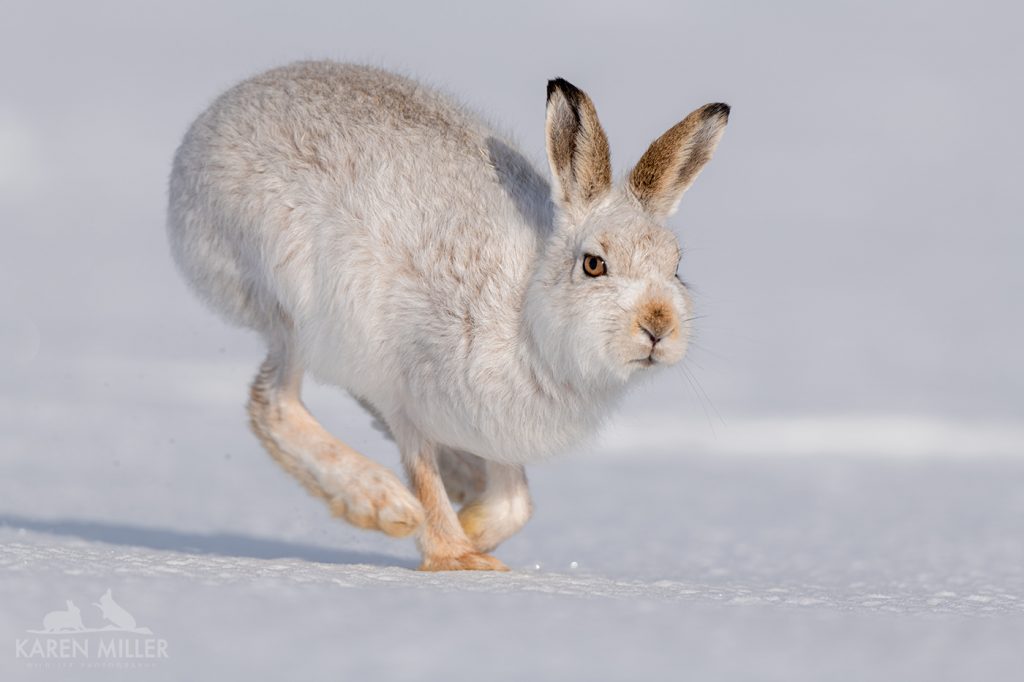 A Mountain Hare bounds across a snow covered hillside typical of what you will be able to photograph during the NaturesLens Winter Wildlife of the Scottish Highlands photography holiday