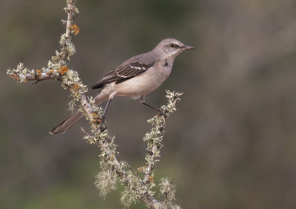 A Northern Mockingbird photographed during the NaturesLens Birdlife of Texas Photography Holiday