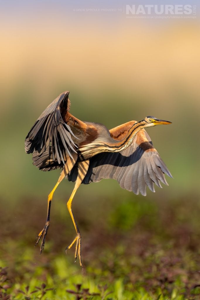 A Purple Heron comes in for a landing typical of the kind of image you will capture during the Danube Delta Bird Photography trip