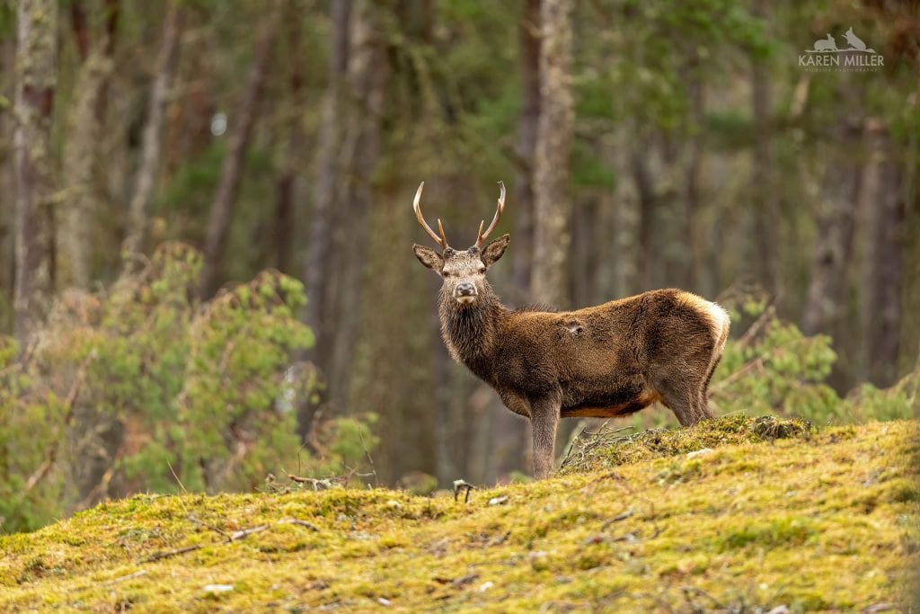 A Red Deer posing typical of what you will be able to photograph during the NaturesLens Winter Wildlife of the Scottish Highlands photography holiday