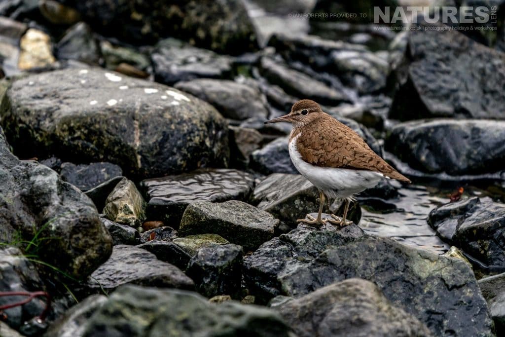 A Sandpiper amongst the rocks photographed by Ian Roberts whilst guiding a NaturesLens tour to photograph Mulls Wildlife