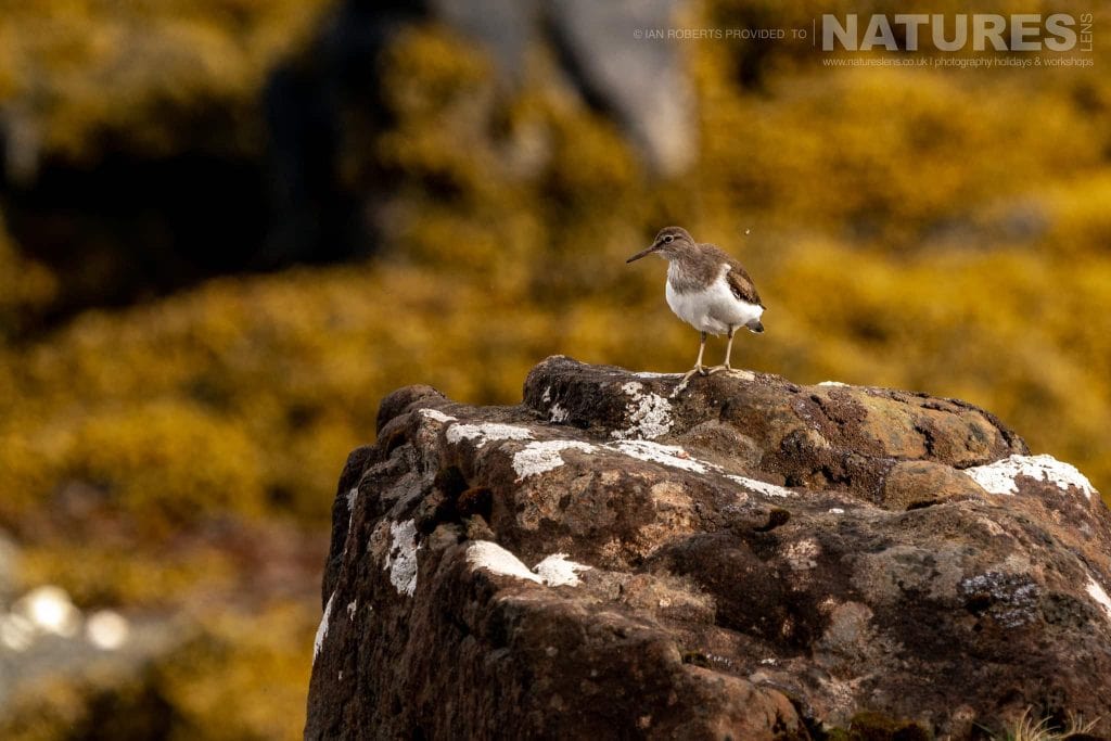 A Sandpiper poses on rocks photographed by Ian Roberts whilst guiding a NaturesLens tour to photograph Mulls Wildlife