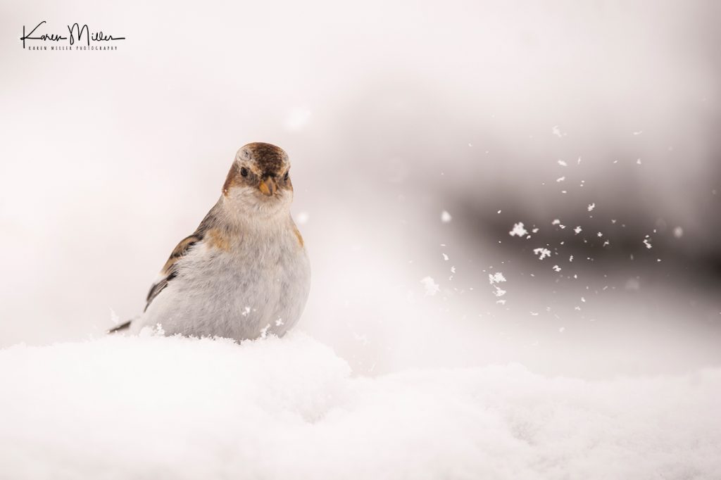 A Snow Bunting perches on a snow covered hillside typical of what you will be able to photograph during the NaturesLens Winter Wildlife of the Scottish Highlands photography holiday