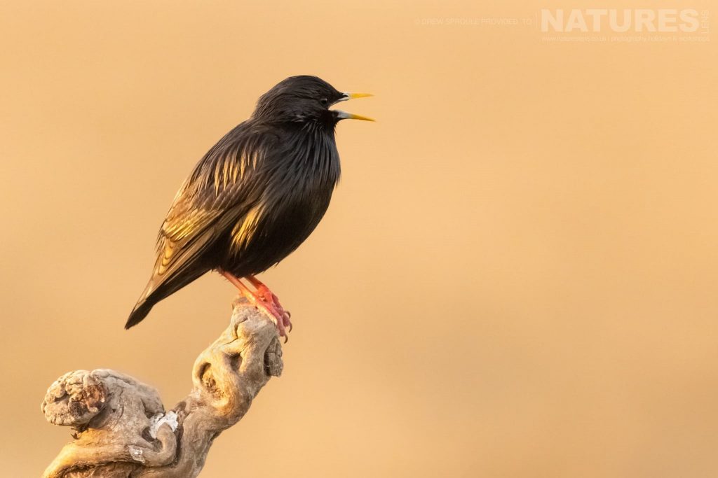 A Spotless Starling calling photographed on the estate that the NaturesLens Spring Birdlife of La Mancha photography holiday is hosted upon